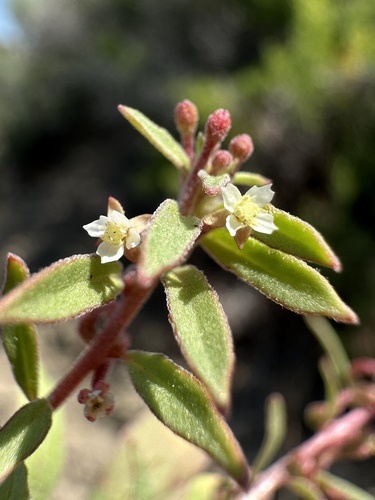 Image of Eremothera minor by (c) Matt Berger, some rights reserved (CC BY)