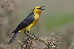 Saffron-Cowled Blackbird photo 2