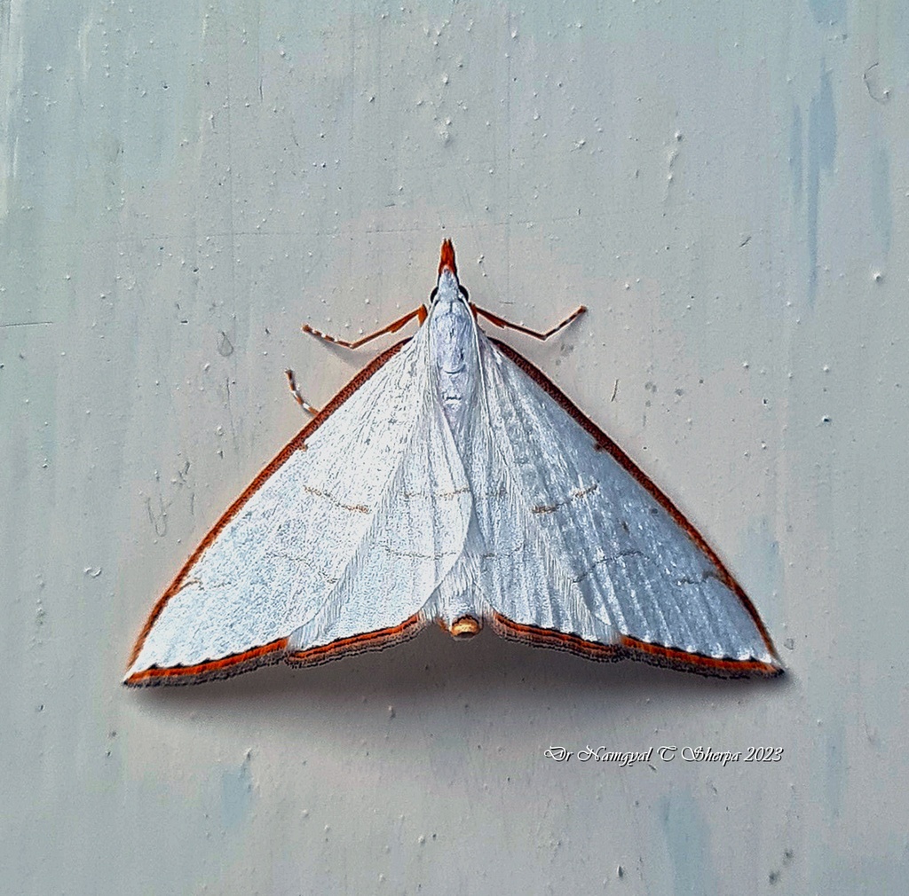 Ramila marginella