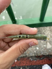 Blacksaddle Herring photo 4