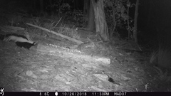 Mephitis mephitis estor