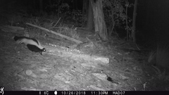 Mephitis mephitis estor