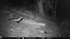 Mephitis mephitis estor