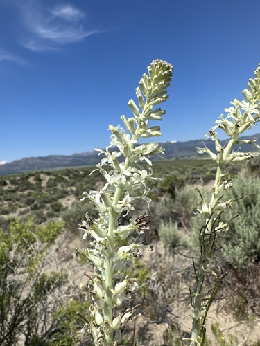Image of Thelypodium milleflorum by (c) Matt Berger, some rights reserved (CC BY)