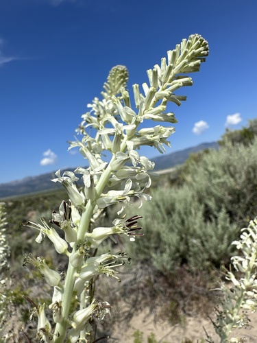 Image of Thelypodium milleflorum by (c) Matt Berger, some rights reserved (CC BY)