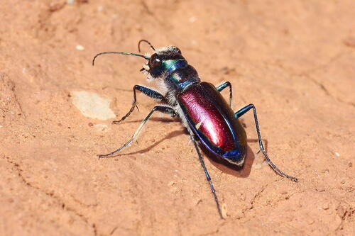 Beautiful Tiger Beetle