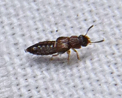 Oxytelinae