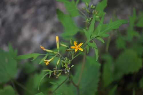 Crepidiastrum chelidoniifolium iNat (2)