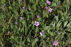 Erodium brachycarpum