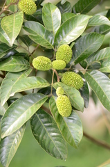 Nephelium ramboutan-ake