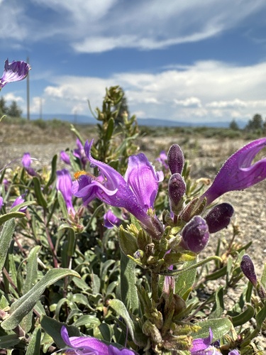 Image of Penstemon janishiae by (c) Matt Berger, some rights reserved (CC BY)