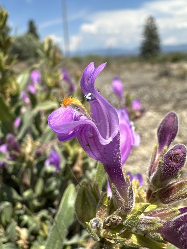 Image of Penstemon janishiae by (c) Matt Berger, some rights reserved (CC BY)