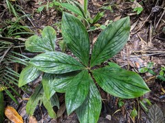 Costus amazonicus krukovii