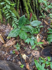 Costus amazonicus krukovii