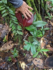 Costus amazonicus krukovii