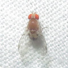 Steganinae