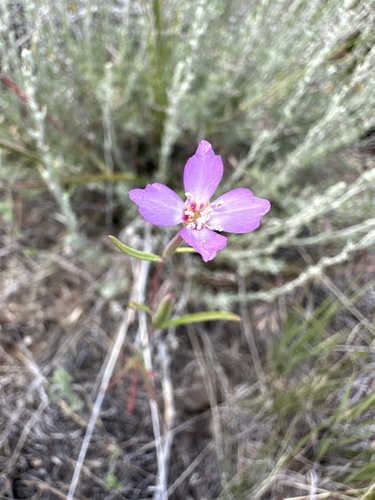 Image of Clarkia lassenensis by (c) Matt Berger, some rights reserved (CC BY)