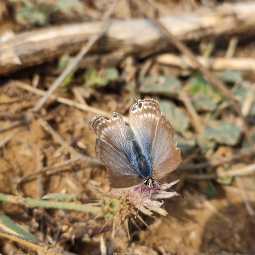Pea Blue