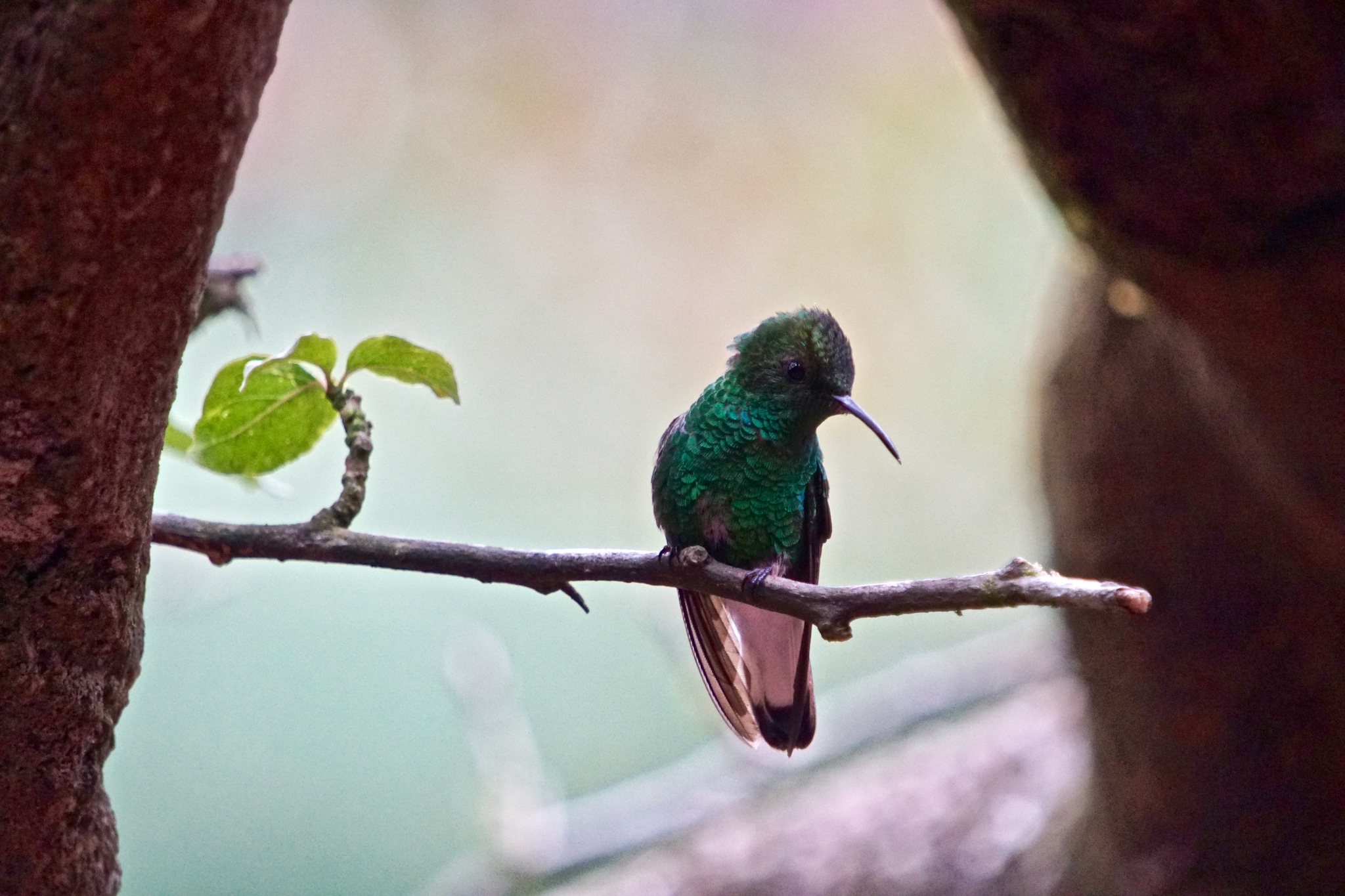 Coppery-headed Emerald illustration