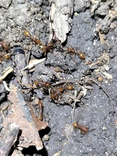 Aenictus prolixusAenictus prolixus