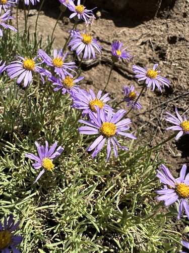 Image of Erigeron elegantulus by (c) Matt Berger, some rights reserved (CC BY)