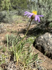 Erigeron elegantulus, photograph (c) Matt Berger, some rights reserved (CC BY)