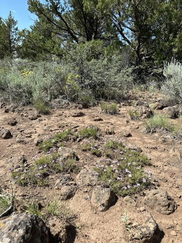 Image of Erigeron elegantulus by (c) Matt Berger, some rights reserved (CC BY)