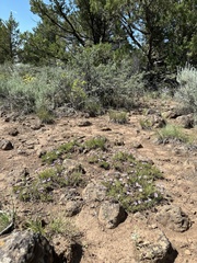 Erigeron elegantulus, photograph (c) Matt Berger, some rights reserved (CC BY)