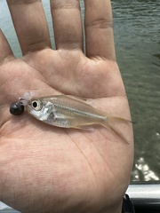 Banded-Tail Glassy Perchlet photo 5