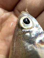 Banded-Tail Glassy Perchlet photo 2