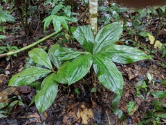 Costus amazonicus krukovii