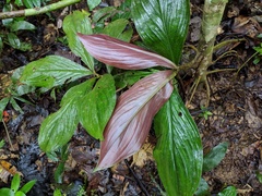 Costus amazonicus krukovii