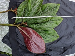 Costus amazonicus krukovii