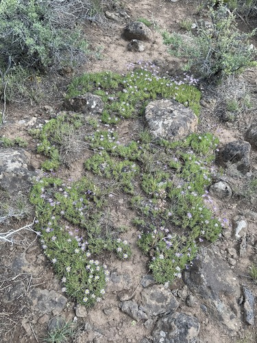 Image of Erigeron elegantulus by (c) Matt Berger, some rights reserved (CC BY)