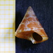 Calliostoma funiculatum - Photo (c) George Manavopoulos, some rights reserved (CC BY-NC), uploaded by George Manavopoulos