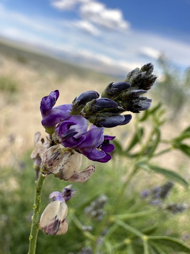 Image of Ladeania lanceolata by (c) Matt Berger, some rights reserved (CC BY)