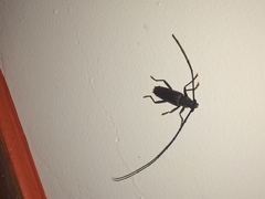 Juiaparus batus