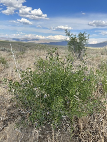Image of Ladeania lanceolata by (c) Matt Berger, some rights reserved (CC BY)