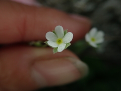 Androsace umbellata