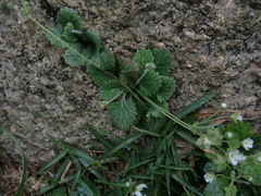Androsace umbellata