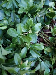 Pachysandra