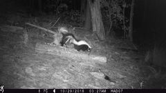 Mephitis mephitis estor