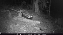 Mephitis mephitis estor