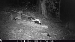 Mephitis mephitis estor