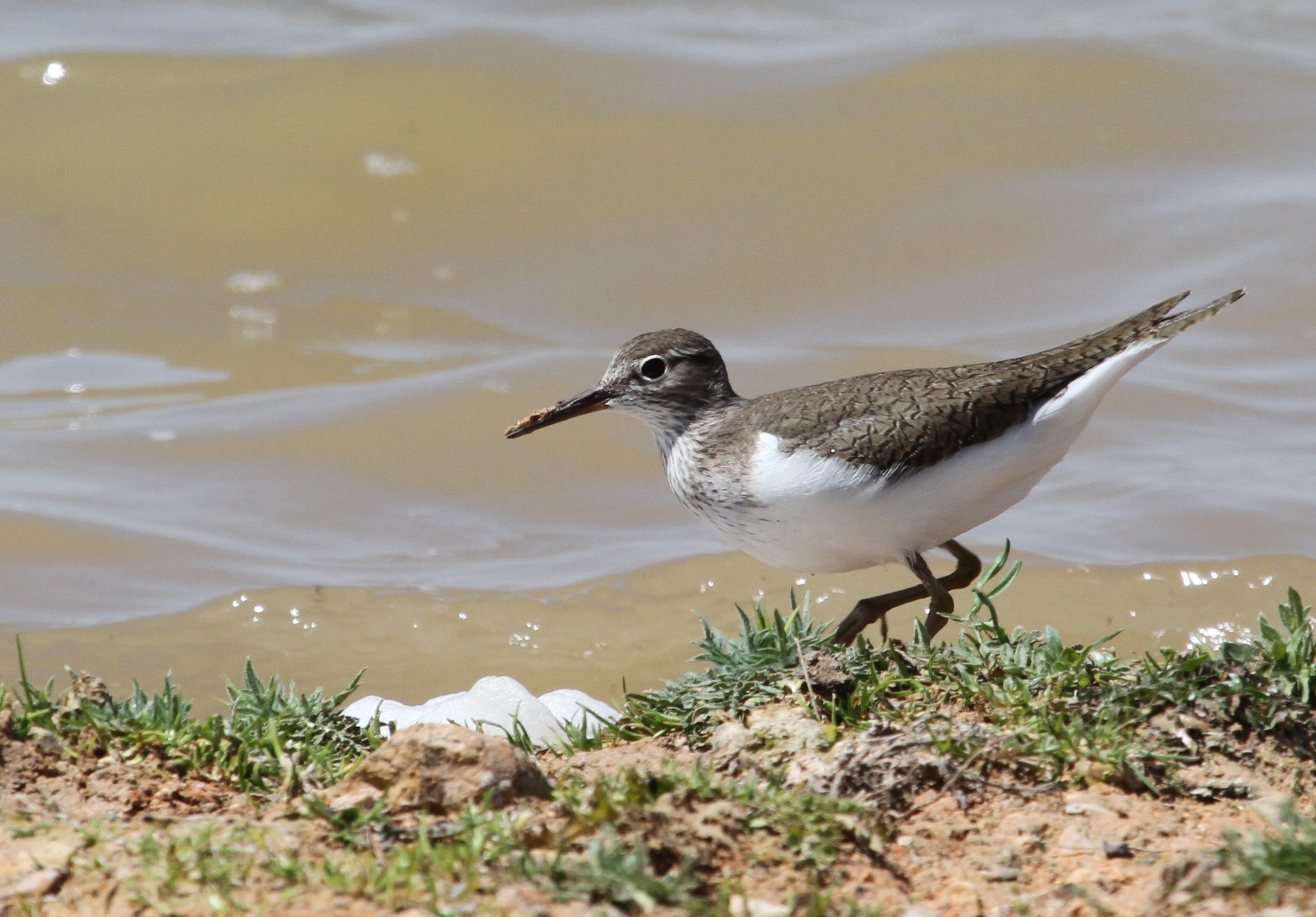 Common Sandpiper