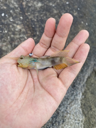 Bluestripe shrimpgoby (Cryptocentrus cyanotaenia) — Gobiidae — 4
