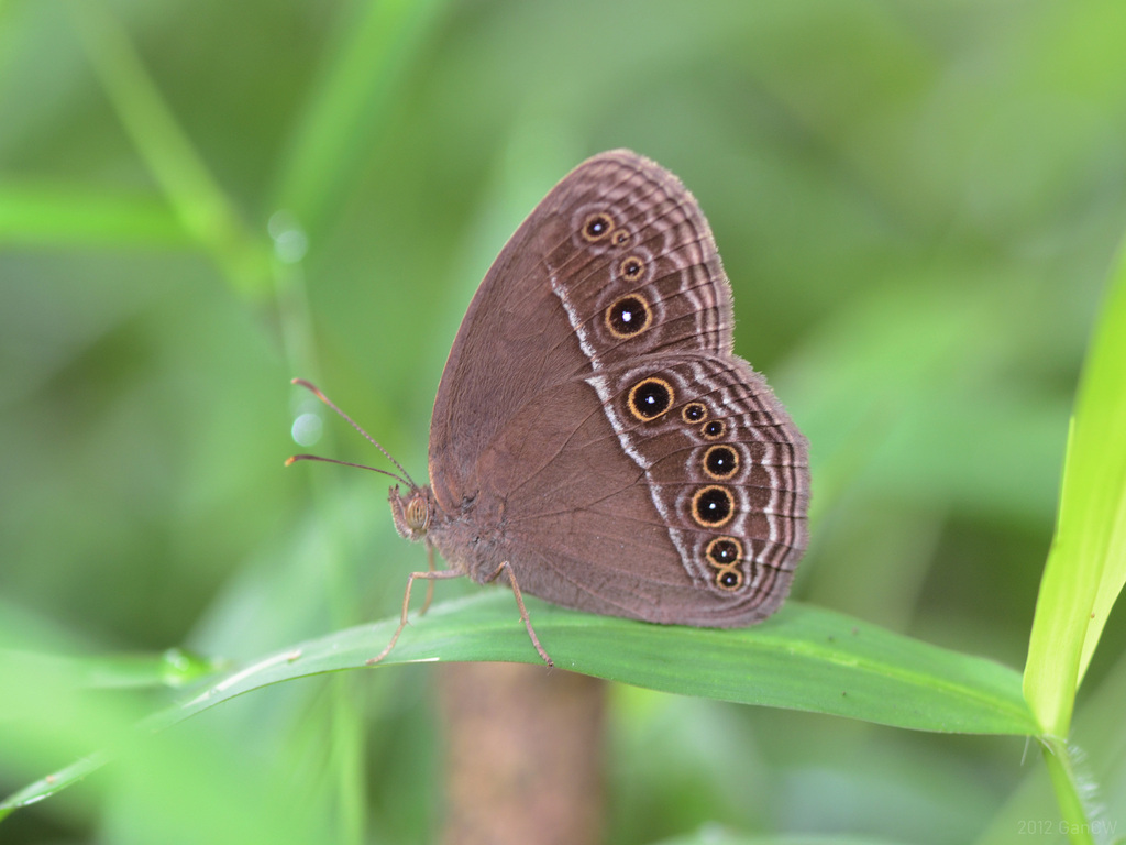 Common Bushbrown