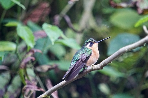Colibrí Gorjipúrpura (Lampornis calolaemus)