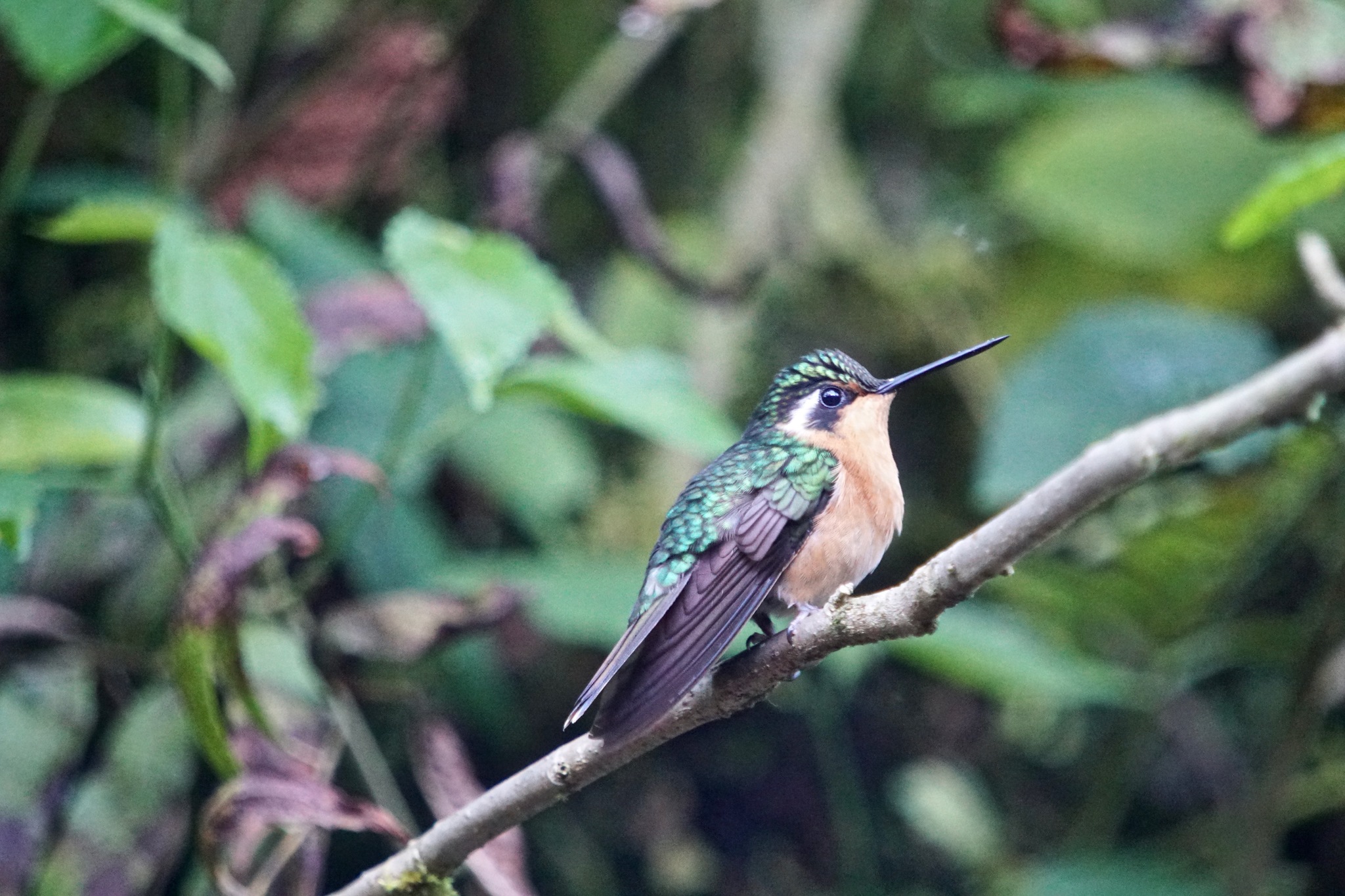 Purple-throated Mountain-gem (Lampornis calolaemus)