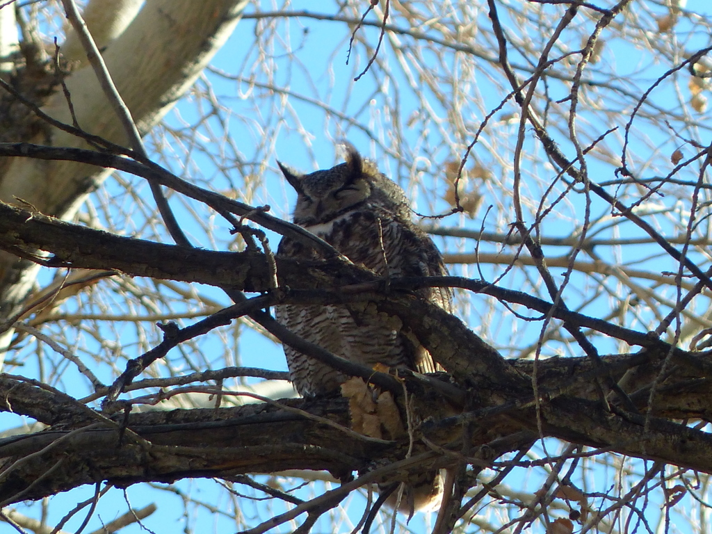 Coastal Great Horned Owl